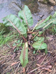 Rumex verticillatus