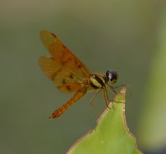 Perithemis lais
