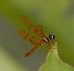 Perithemis lais