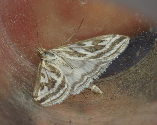 Loxostege aeruginalis