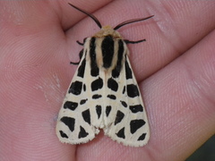 Apantesis proxima