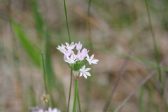 Allium drummondii