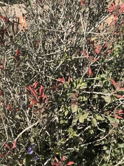 Justicia californica