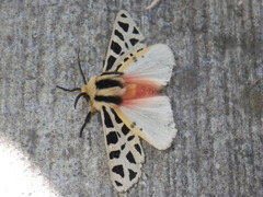 Apantesis proxima