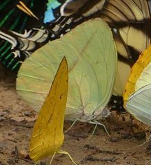 Rhabdodryas trite trite