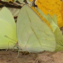 Rhabdodryas trite trite