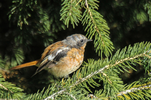 Eversmann's Redstart (Phoenicurus erythronotus), photo 5