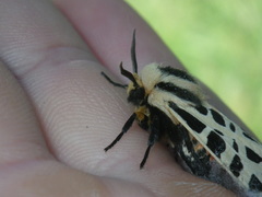 Apantesis proxima