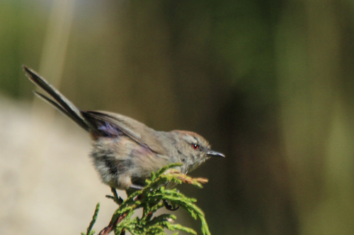 White-browed Tit-warbler (Leptopoecile sophiae), photo 5