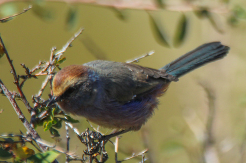 White-browed Tit-warbler (Leptopoecile sophiae), photo 7