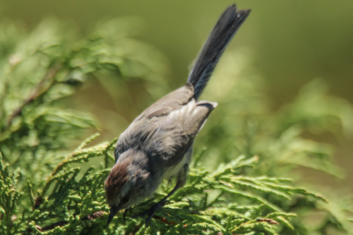 White-browed Tit-warbler (Leptopoecile sophiae), photo 8