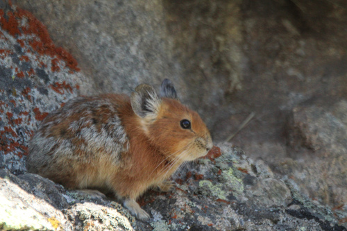 Turkestan Red Pika
