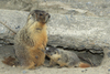 Yellow-bellied Marmot - Photo (c) Alan Vernon, some rights reserved (CC BY)