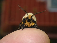 Apantesis proxima