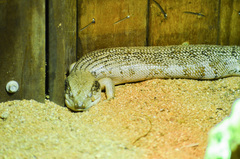 Tiliqua