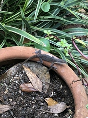 Anolis carolinensis