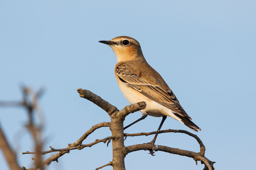 Isabelline Wheatear (Oenanthe isabellina), photo 10