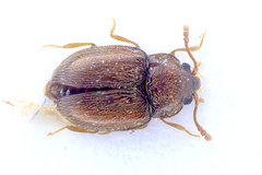 Symbiotes gibberosus