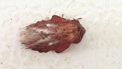 Phyllodesma occidentis