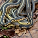 Thamnophis sirtalis - Photo (c) Mark Kluge,  זכויות יוצרים חלקיות (CC BY-NC-ND), uploaded by Mark Kluge