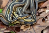 Common Garter Snake - Photo (c) Mark Kluge, some rights reserved (CC BY-NC), uploaded by Mark Kluge