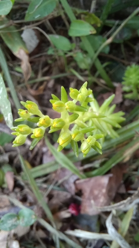 Image of Lemon Sedum by (c) Patrícia Mees, some rights reserved (CC BY)