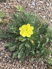 Oenothera primiveris