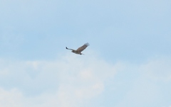 Circaetus