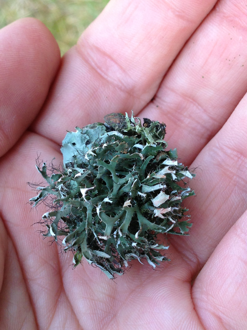 Physciaceae image
