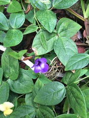 Torenia asiatica