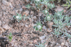 Stylocline gnaphaloides