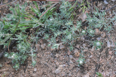 Stylocline gnaphaloides