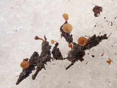 Ciboria caucus