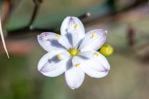 Kerry Lily