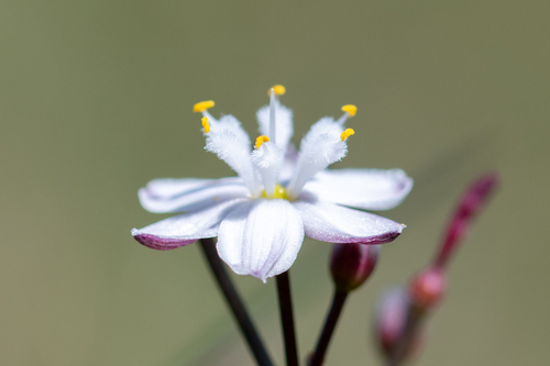 Kerry Lily