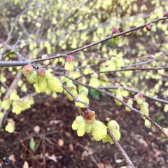 Corylopsis pauciflora