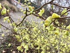 Corylopsis pauciflora