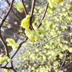 Corylopsis pauciflora