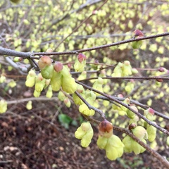 Corylopsis pauciflora