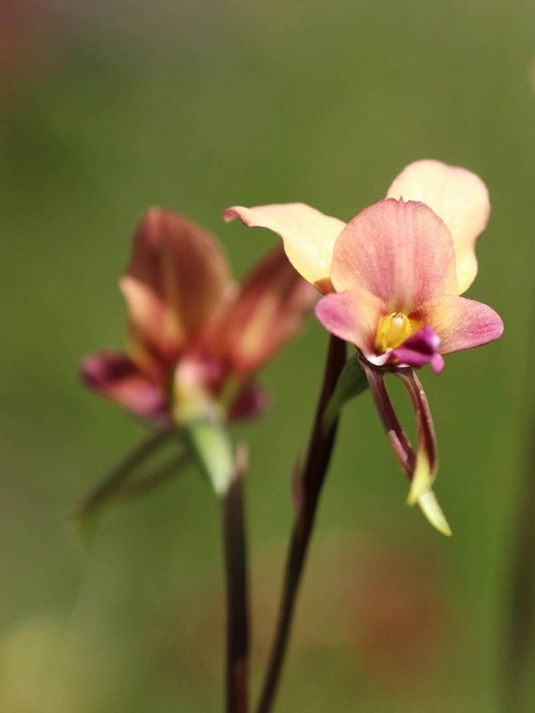 Diuris ostrina