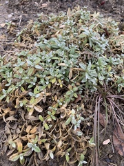 Cerastium tomentosum