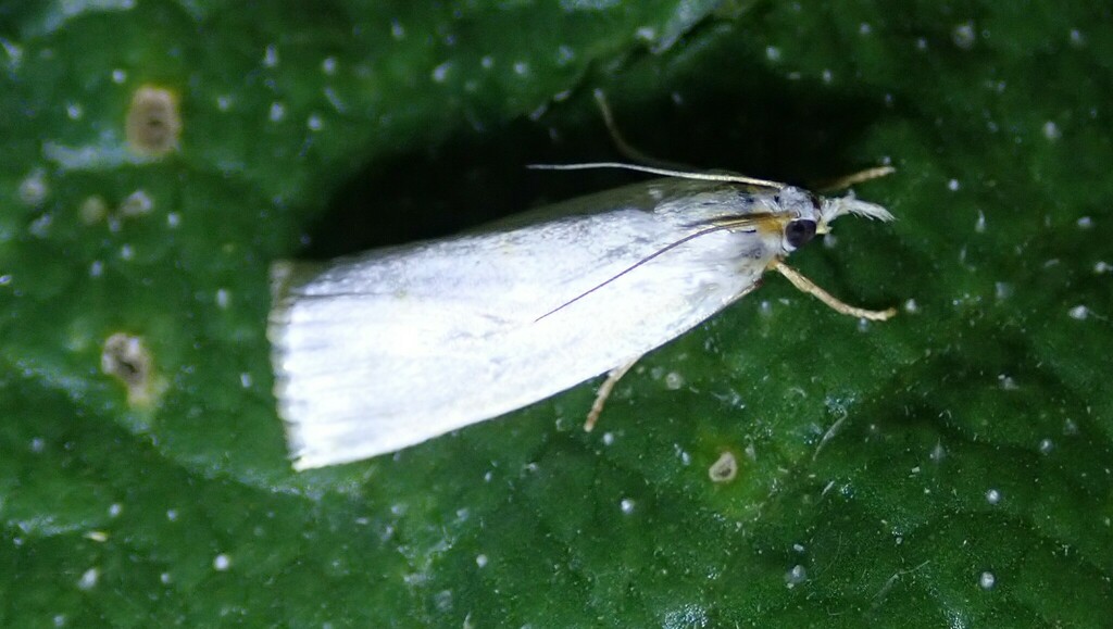 Calamotropha aureliellus