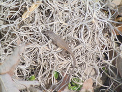 Sceloporus parvus