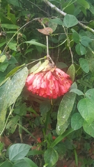 Brownea grandiceps