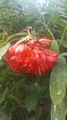 Brownea grandiceps