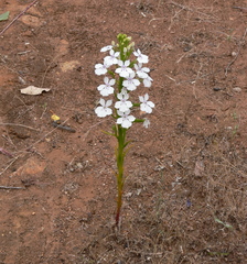 Isotoma hypocrateriformis