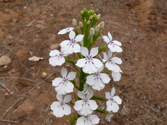 Isotoma hypocrateriformis