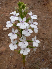 Isotoma hypocrateriformis