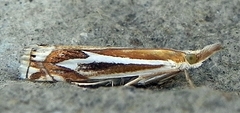 Crambus bidens