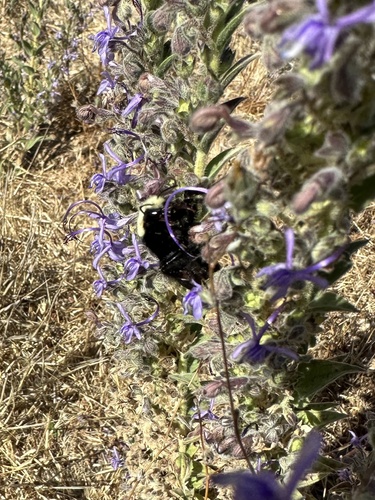 iNaturalist observation photo of Yellow-faced Bumble Bee